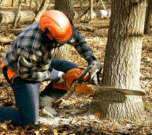 Tree Removal in Texhoma, TX